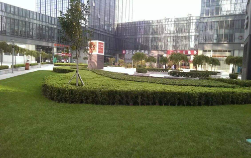 国投财富广场绿化带
