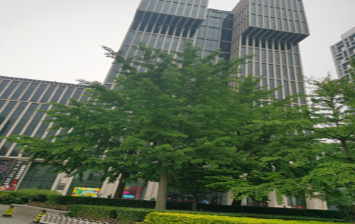 北京万达广场绿化